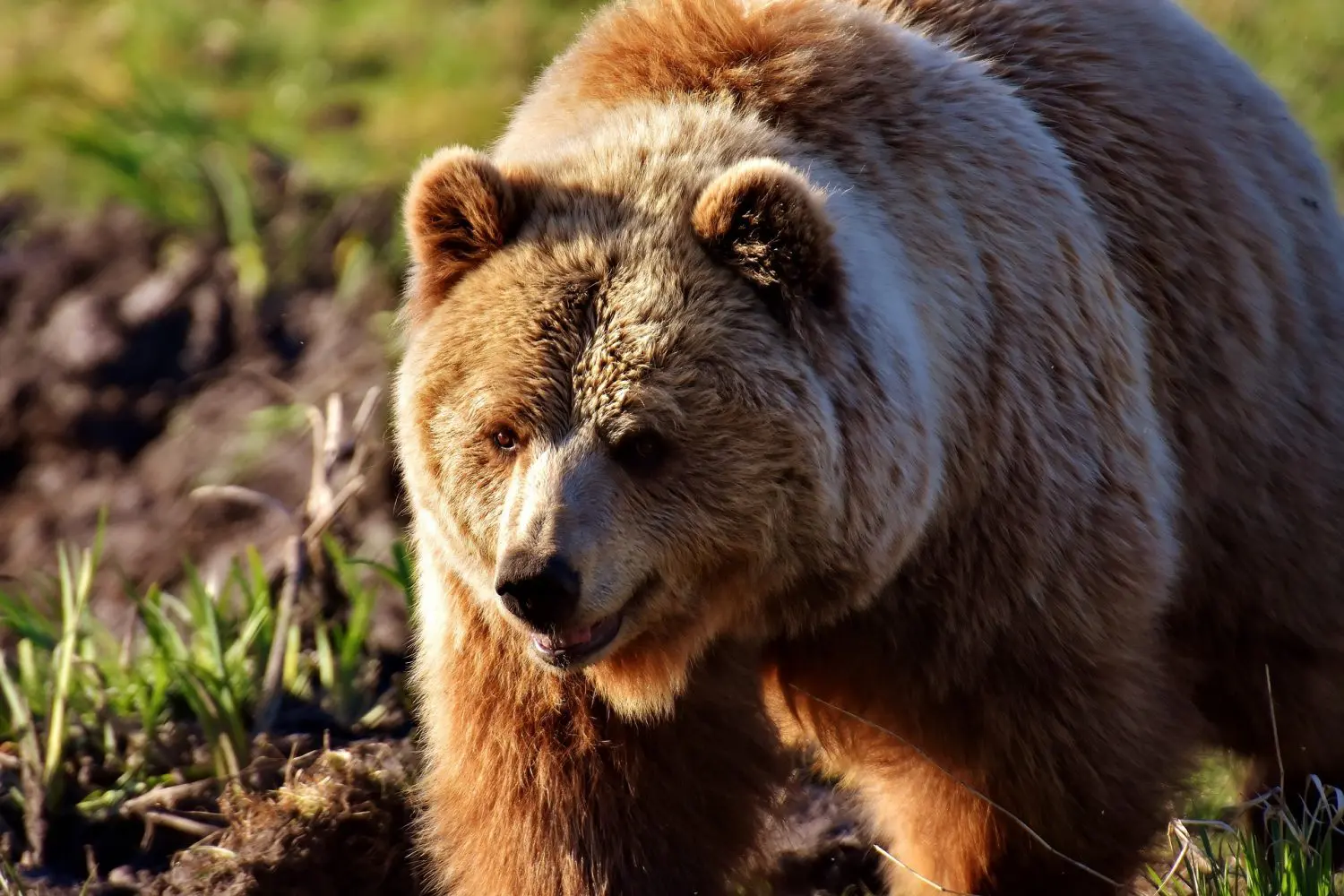 posmatranje medveda - Šta raditi u Nacionalnom parku Tara?