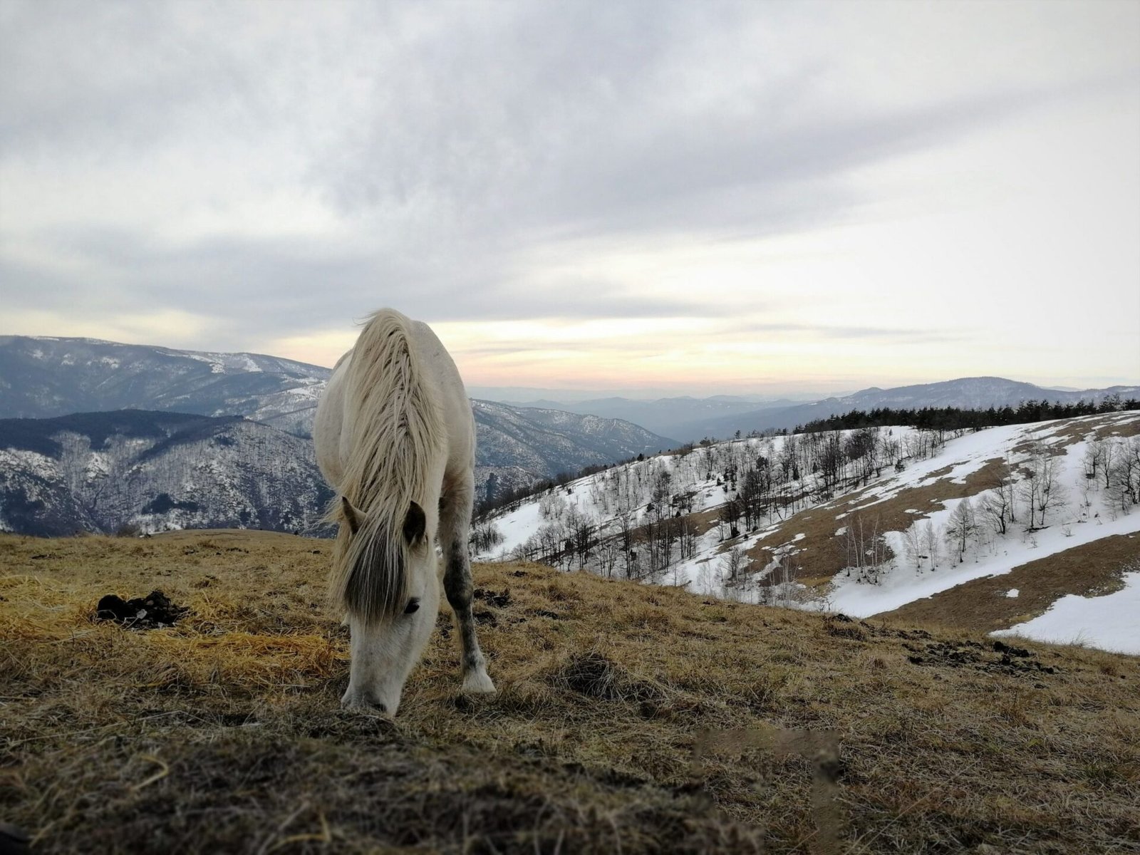 Stolovi – planinarenje u carstvu poludivljih konja
