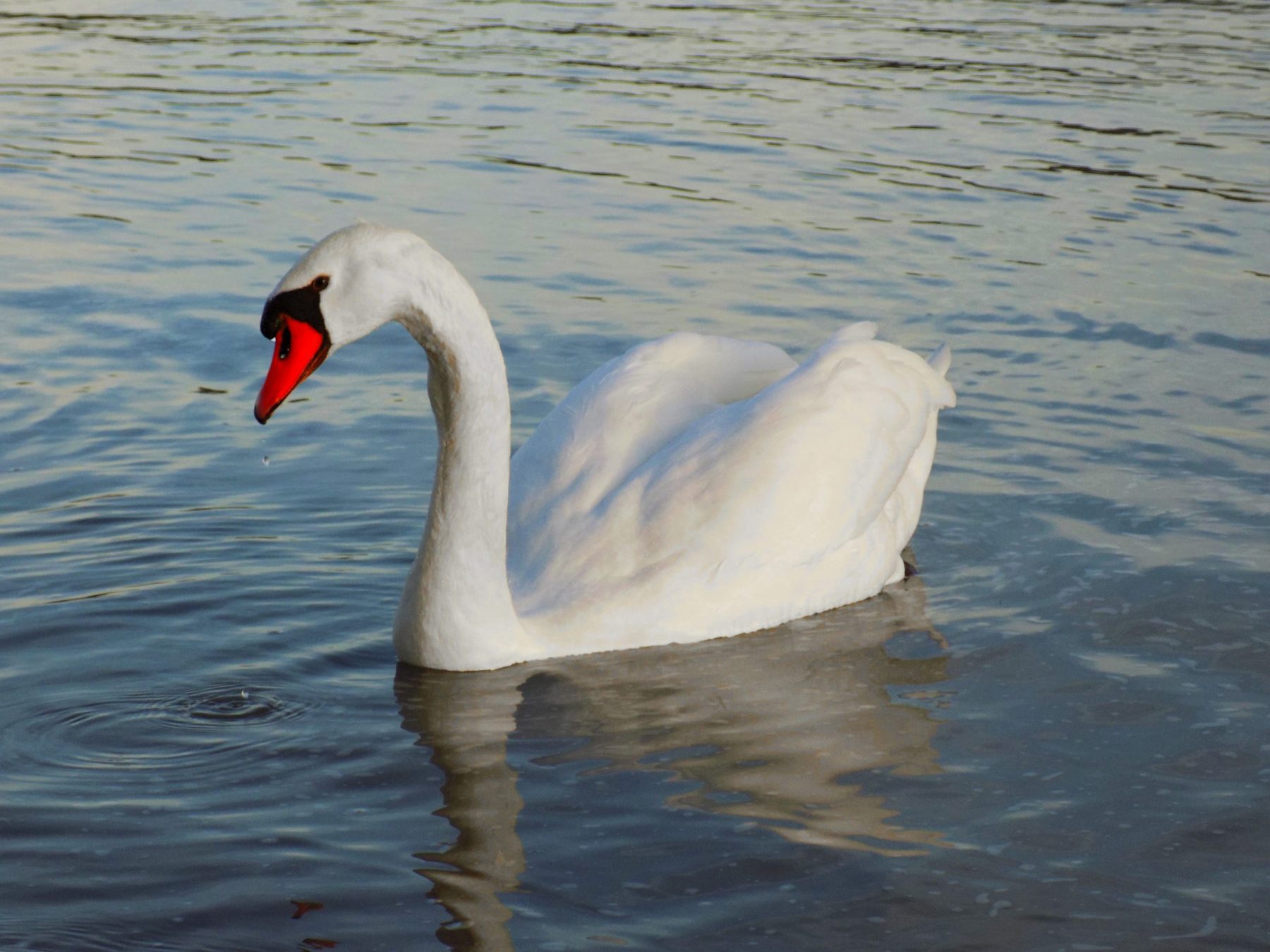 Palić lake