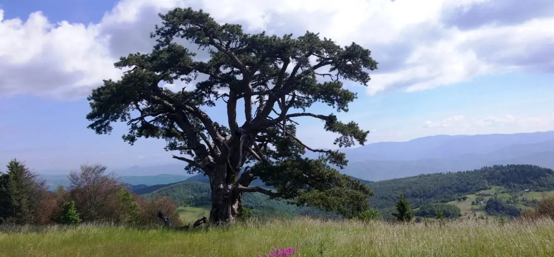 Kamena Gora, the Old pine