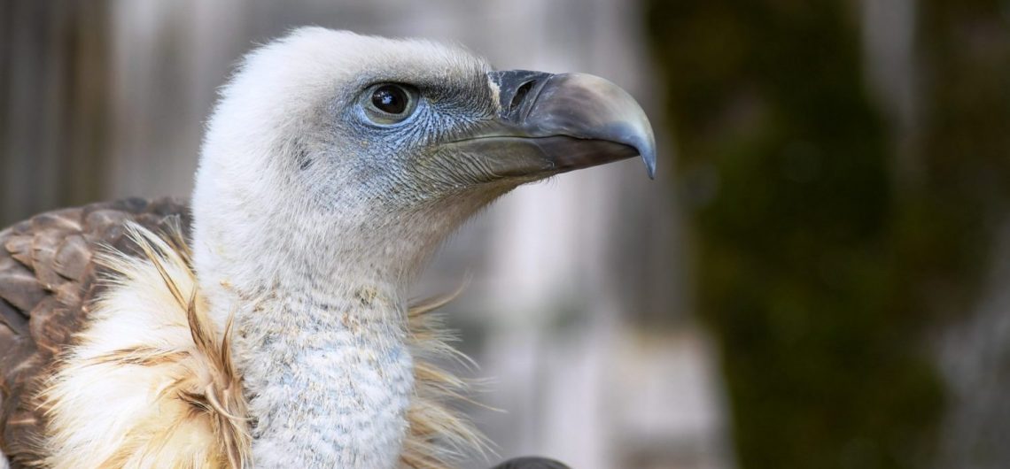 small griffon vulture