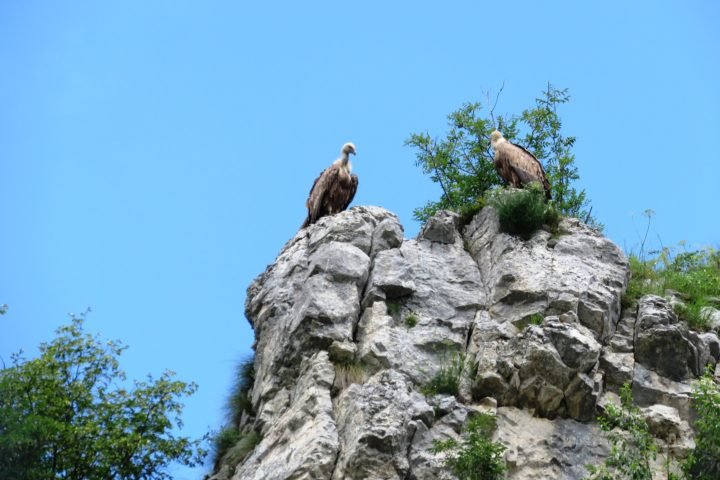 a pair of griffon vultures on the wall, the Uvca canyon