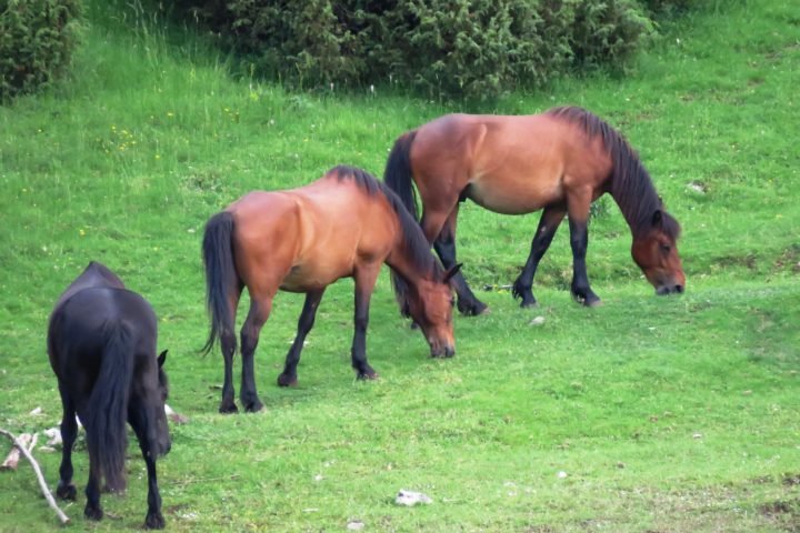 horses in the Uvc canyon