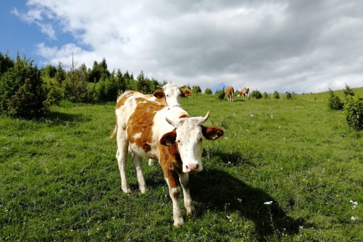 cows on Pešter Uvac