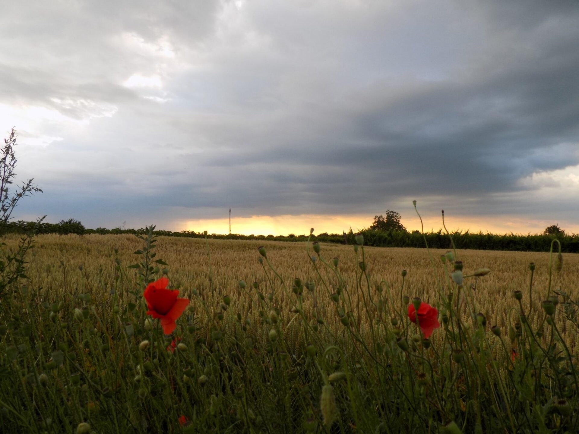 Vojvodina Wine Region