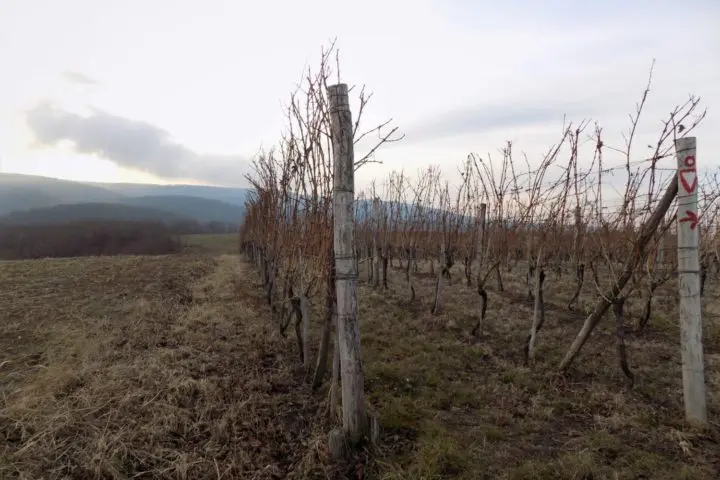 Bukovac Fruška gora