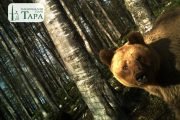 Bears watching in the Tara National Park