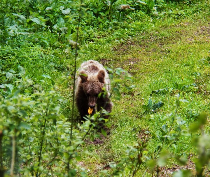 Bears watching in the Tara National Park