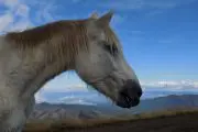 Stolovi planinarenje divlji konji