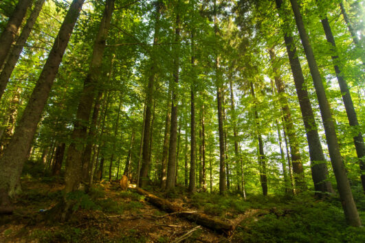 Južni Kučaj, prašuma Vinatovača planinarenje