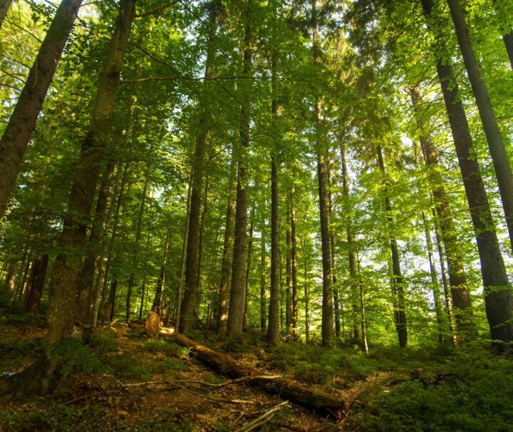 Južni Kučaj, prašuma Vinatovača planinarenje