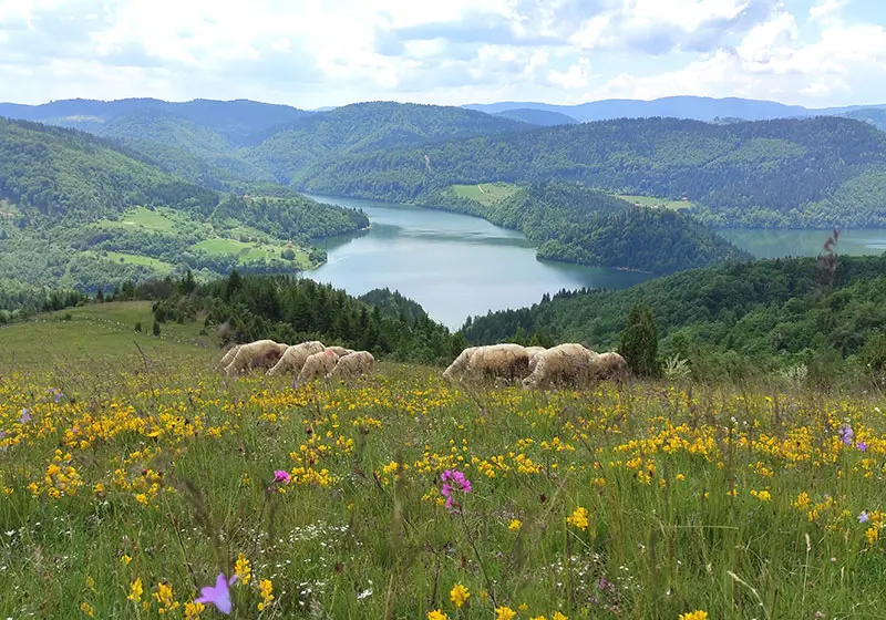 kampovanje na Zlataru