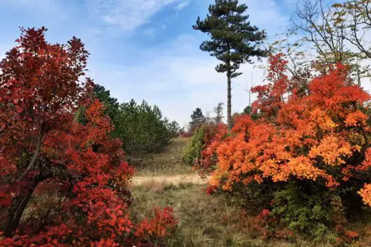 Deliblatska peščara boje ruja